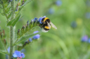 erdhummel tanja bichler klein