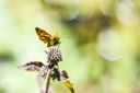 nature and people falter blume ben klein 