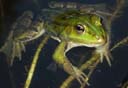 gruenfrosch-klein.jpg gruenfrosch-klein.jpg
