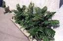 götterbaum dichtbebautes stadtgebiet götterbaum dichtbebautes stadtgebiet