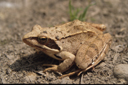 springfrosch.jpg springfrosch.jpg
