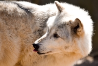 wolf4 klein